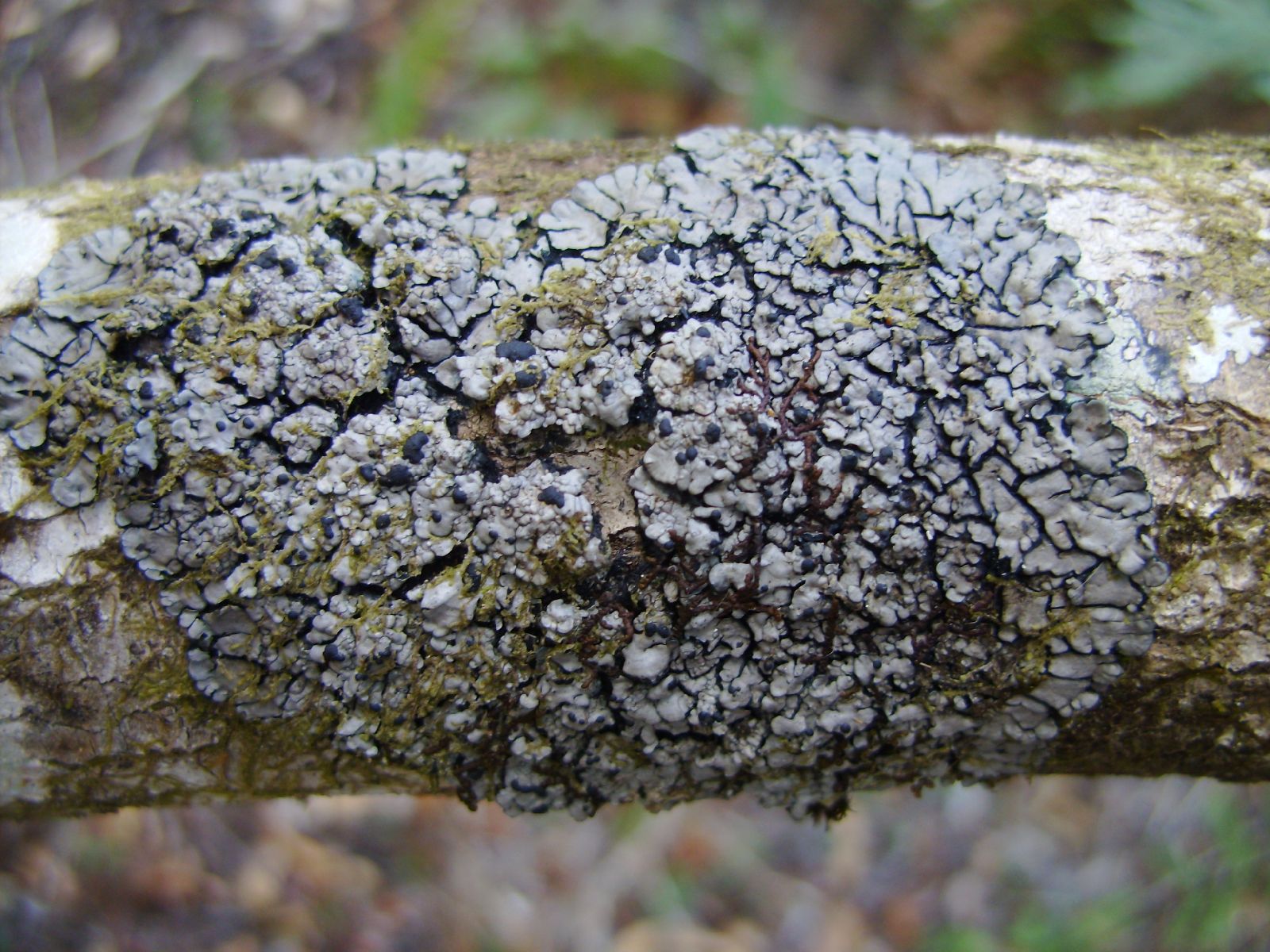 Представитель Семейства Coccocarpiaceae